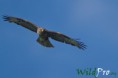 /album/galleria-foto-fotografia-naturalistica/mg-5936-1200px-2-1200px-jpg/